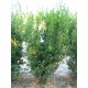 Buxus Sempervirens