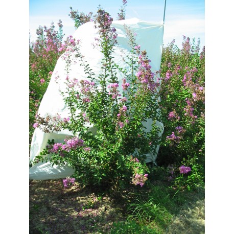 Lagerstroemia Indica rosea