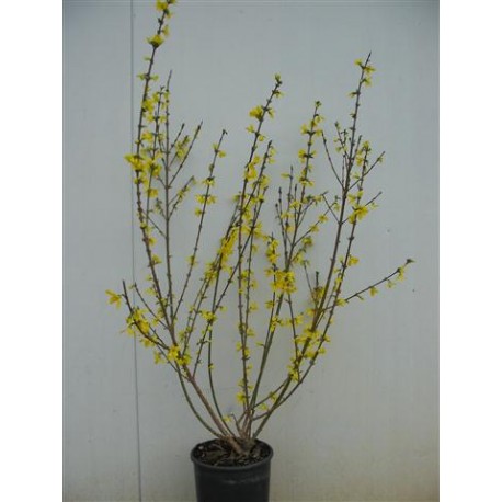 Forsythia