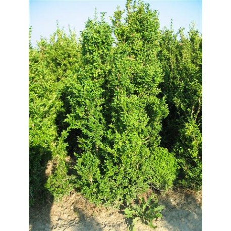 Buxus Sempervirens